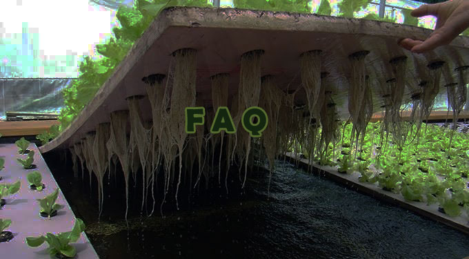 Setting Up Aquaponics Frequently Asked Questions